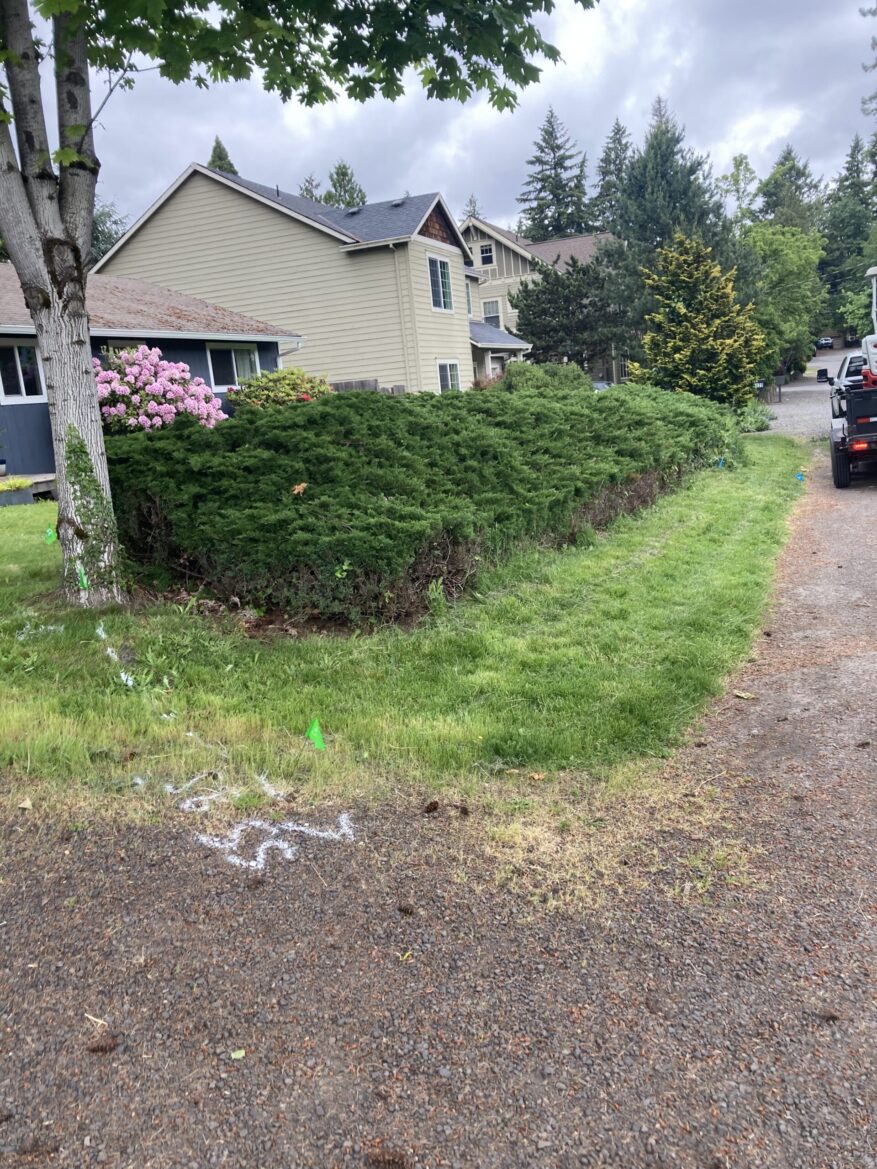 Before: Brush/Shrub Removal