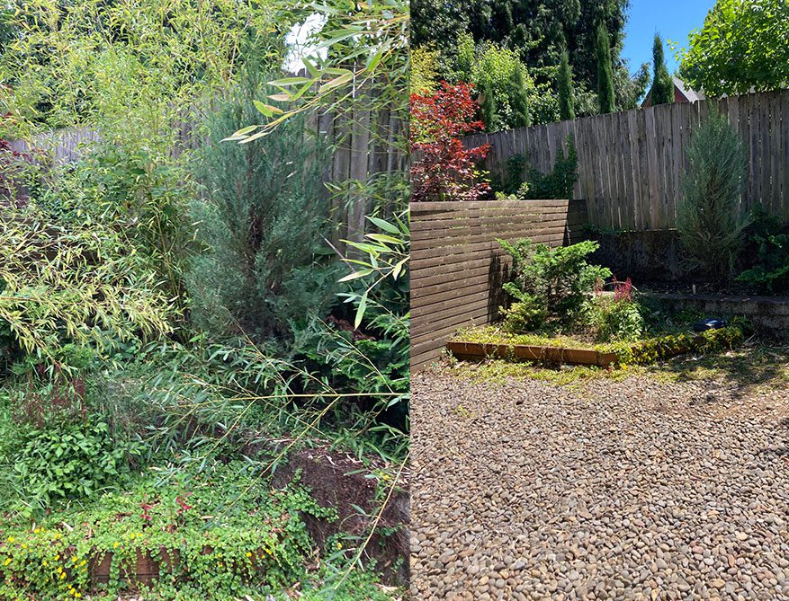 bamboo and vegetation removal 2 - Before and After