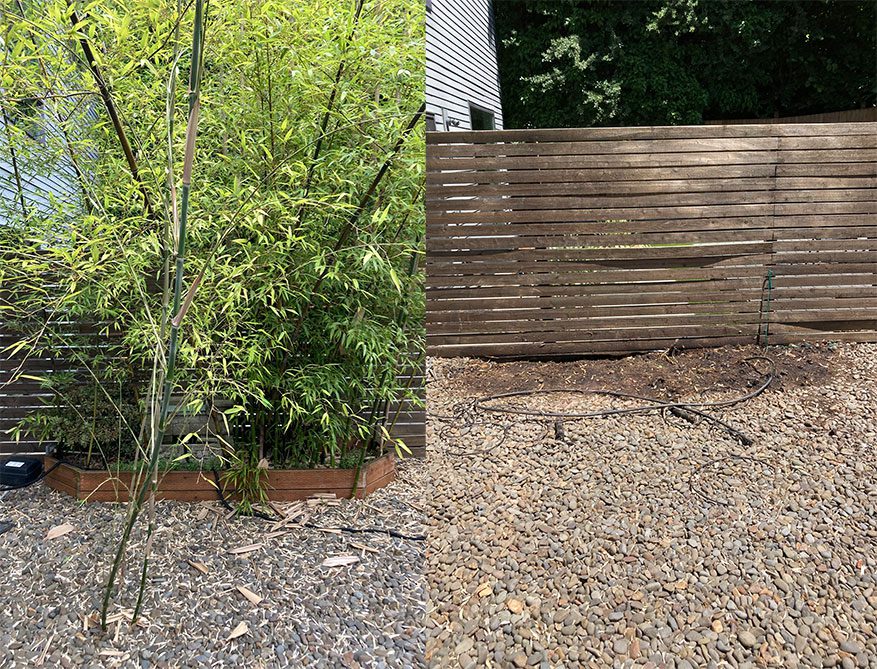 bamboo and vegetation removal 3 - before and After