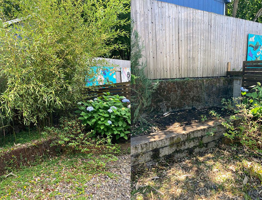 bamboo and vegetation removal 1 - Before and After
